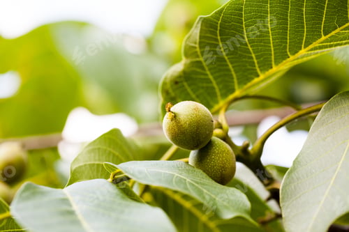Preview: Green, Unripe Walnuts With Natural Background
