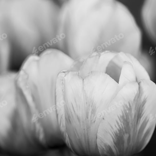 Preview: Close up View of Tulip Petals in Bloom