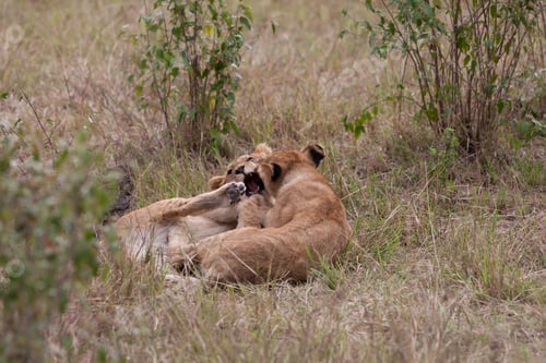 Preview: Lion Cubs In The Maasai Mara National Park, Kenya