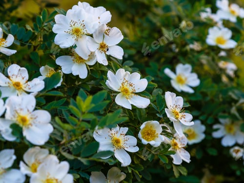 Preview: White Flowers Of Dogrose In Garden. Floral Background With Copyspace.