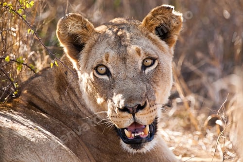 Preview: African Lioness In Hlane National Park, Swaziland