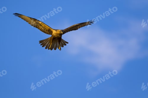 Preview: Bird Of Prey. Hunting Bird. White Clouds And Blue Sky Background.