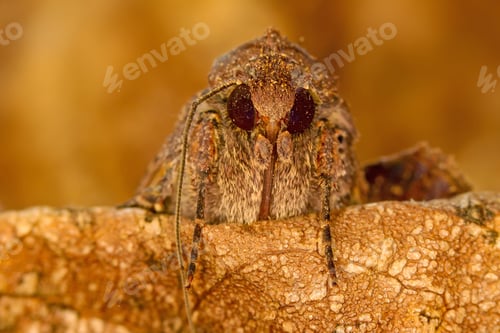 Preview: Portrait Head Of Clothes Moth. Macro Photography. Natural Yellow Background.