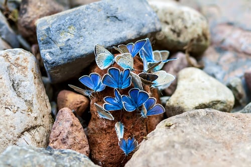 Preview: Blue Butterflies. Natural Background.
