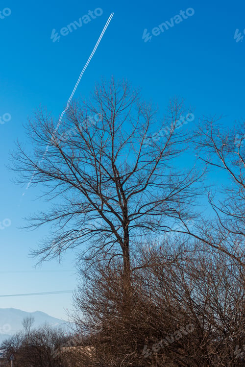 Preview: Poplar Tree Tops And Trace Of An Airplane