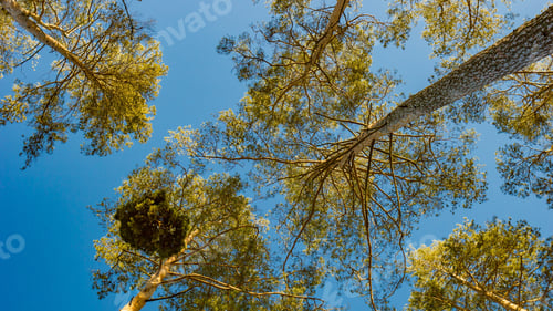 Preview: Early Spring Forest Landscape. European Forest After Winter At Sunny Day