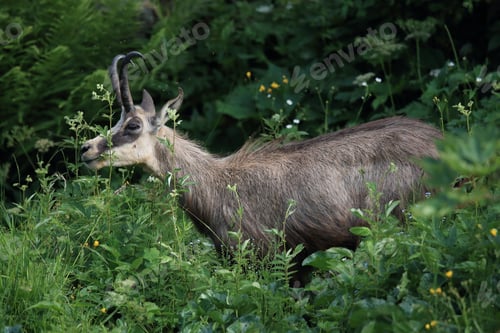 Preview: Chamois (Rupicapra Rupicapra) Vosges Mountains, France