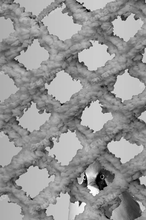 Preview: Black White Abstract Animal Photos.