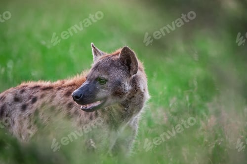 Preview: Spotted Hyena In The Kruger National Park, South Africa