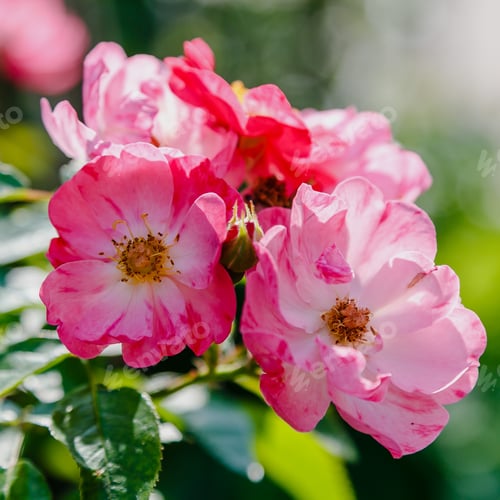 Preview: Blooming Roses On The Bush. Growing Roses In The Garden.