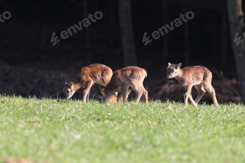 Preview: Big European Mouflon On The Grassland Wild Animal In The Nature Habitat, Saxony , Germany