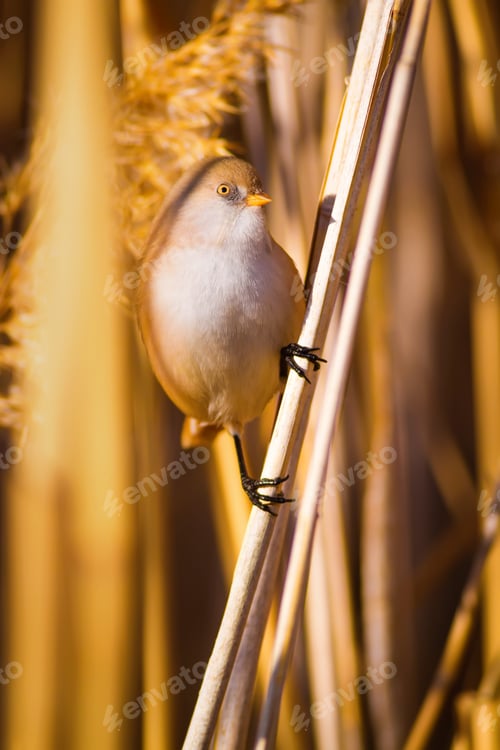 Preview: Cute Bird And Dry Yellow Reeds. Yellow Nature Background Bearded Reedling