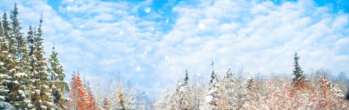 Preview: Frozen Winter Forest With Snow Covered Trees. Outdoor