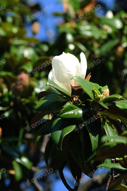 Preview: Magnolia Grandiflora (Southern Magnolia) Foliage And Flower