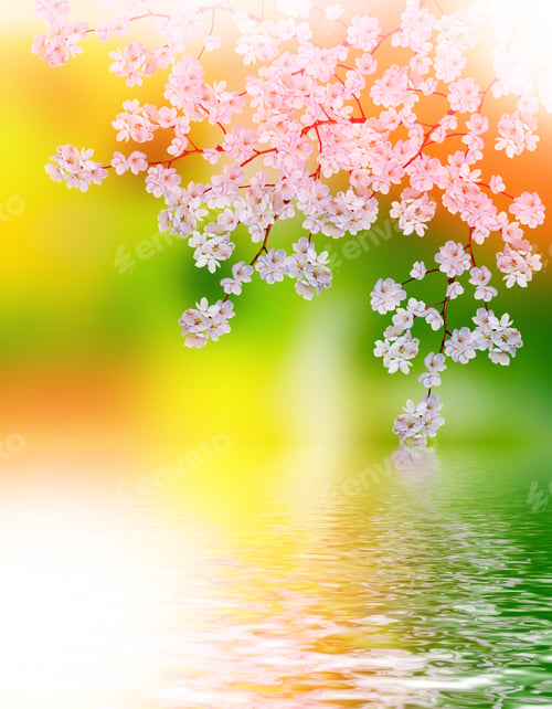 Preview: Blooming Apple Tree