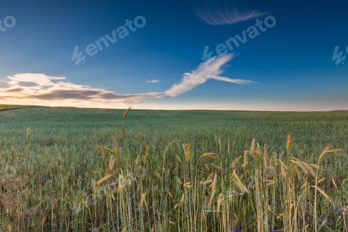 Preview: Beautiful Landscape Of Sunset Over Corn Field At Summer. Beautiful Grown Corn Ears In Summertime