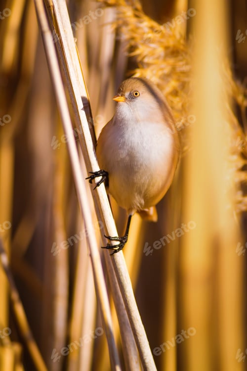 Preview: Cute Bird And Dry Yellow Reeds. Yellow Nature Background Bearded Reedling
