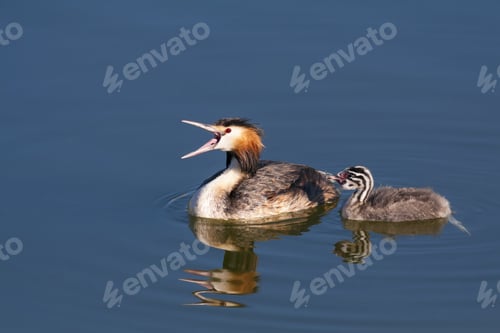 Preview: Cute Water Bird Great Crested Grebe And Its Baby. Blue Water Background. Birds: Great Crested