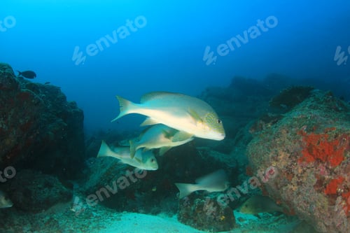 Preview: Coral Reef And Fish Underwater In Ocean