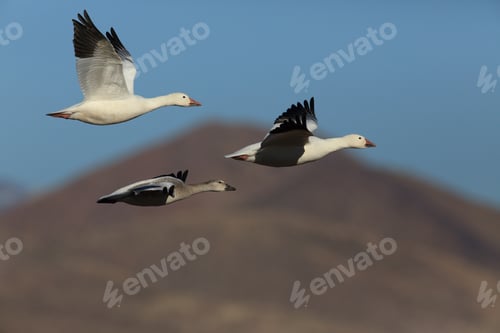 Preview: Snow Geese Bosque Del Apache, New Mexico Usa