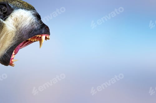 Preview: Screaming Monkey. Blue Sky Background. Isolated Monkey.