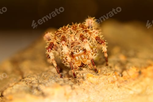 Preview: Spider. Natural Background. Macro Photo.