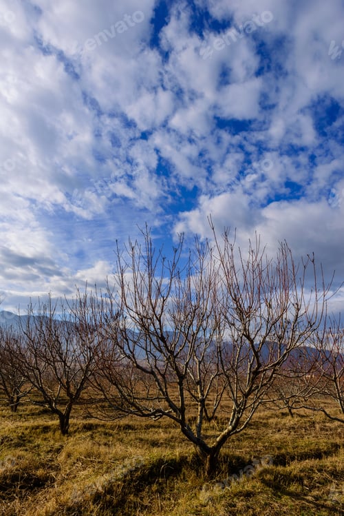 Preview: Peach Trees Silhouettes Over Beautiful Blue Sky, Armenia