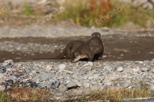 Preview: River Otter Yellowstone N.P., Wyoming