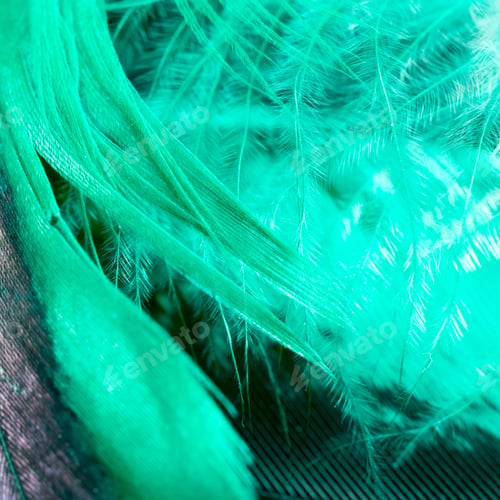 Preview: Colorful Rooster Feather With Details And Reflexions