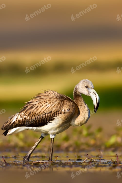 Preview: Alone Flamingo. Natural Background.