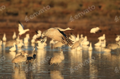 Preview: Sandhill Crane Bosque Del Apache Wildlife Reserve New Mexico Usa
