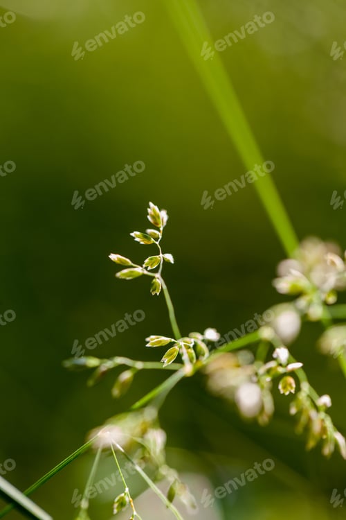 Preview: Green Plants Isolated On Natural Background With Beautiful Bokeh And Contour Light