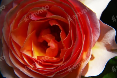 Preview: Rose Flower, A Beautiful English Rose In Apricot Orange