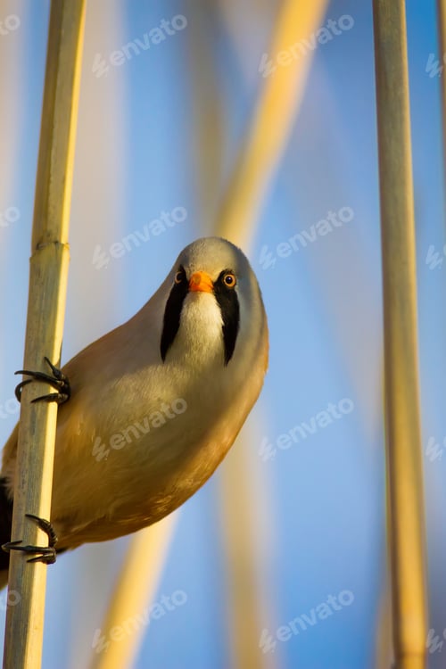 Preview: Funny Bird. Nature Background Bearded Reedling / Panurus Biarmicus