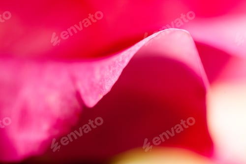 Preview: Colorful, Beautiful, Delicate Rose Petals And Details