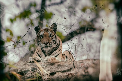 Preview: Vanishing Indian Wildlife: Vintage Style Image Of A Large Male Bengal Tiger In Bandhavgarh National