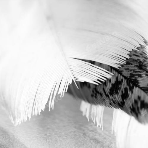 Preview: Black And White Photo Of Hen Feather With Details And Reflexions