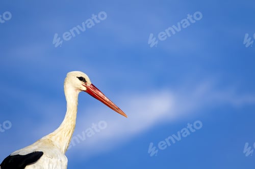 Preview: Cute Stork. Isolated Bird. Blue Sky Background. Bird: White Stork. Ciconia Ciconia.
