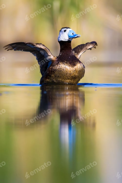 Preview: Swimming Duck. Colorful Lake Background. Bird: White Headed Duck. Oxyura Leucocephala.