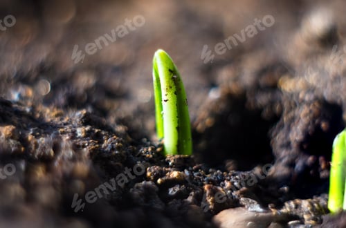 Preview: Growing Little Green Sprouts Of Young Plants In Sunlight