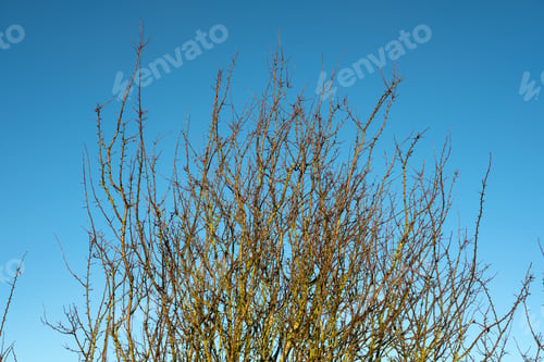 Preview: Blue Sky Bare Branches Image