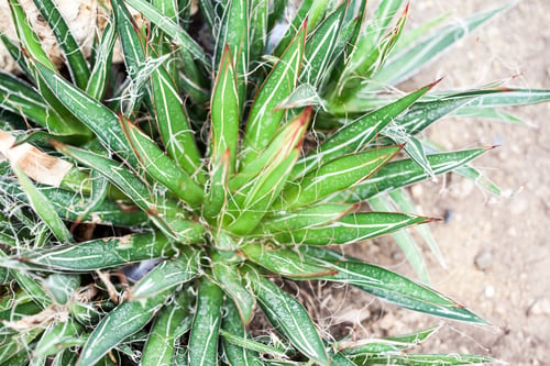 Preview: Agave Filifera Plant In Botanical Garden In Balchik, Bulgaria