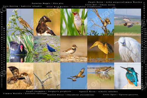 Vista previa: Bird Collage Posters. İnformation About Birds. Poster And Print.