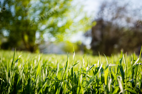 Preview: Green Leaves On A Blue Sky With Tree Branches
