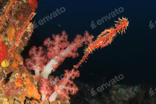 Preview: Ornate Ghost Pipefish. Tropical Fish And Soft Coral