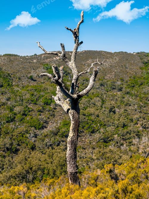 Preview: Cork Oak Dead By Drought In The Natural Park "Parque Natural De Los Alcornocales" In Andalusia
