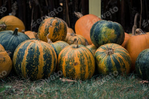 Green and Orange Pumpkins on Grass