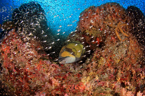 Preview: Fish And Triggerfish Underwater