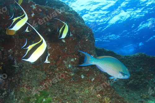 Preview: Coral Reef And Tropical Sea Fish Underwater In Ocean