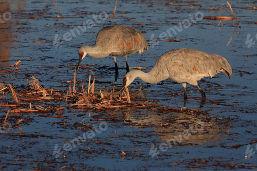 Preview: Sandhill Crane Bosque Del Apache Wildlife Reserve New Mexico Usa